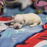 Babygirl M B, a male Maltipoo for sale in Vinemont, AL – 4 of 4