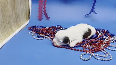 Sawdust F A, a female Havanese for sale in Vinemont, AL – 5 of 5