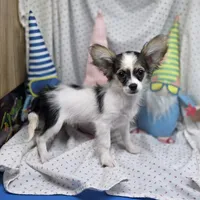 Cotton Candy's M, a male Maltese and Papillon for sale in Vinemont, AL – 3 of 7