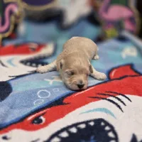 Babygirl F A, a female Maltipoo for sale in Vinemont, AL – 2 of 4