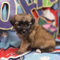 Amaryllis M A, a male Pomapoo for sale in Vinemont, AL – 2 of 4