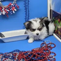 Kayleys M, a male Maltese and Papillon for sale in Vinemont, AL – 4 of 4