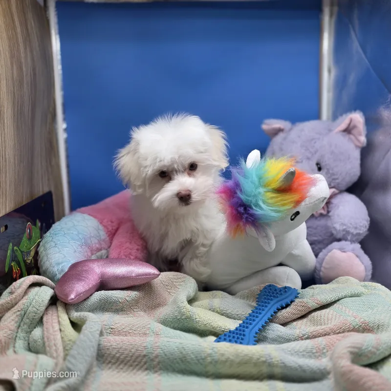 Harpie M A – Havanese puppy for sale in Vinemont, AL