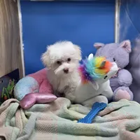 Harpie M A, a male Havanese for sale in Vinemont, AL – 1 of 4