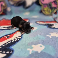 Jerica's F, a female Papillon and Yorkshire Terrier for sale in Vinemont, AL – 1 of 4