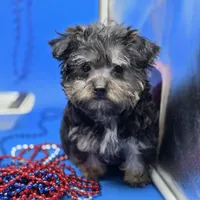 France's M, a male Yorkipoo for sale in Vinemont, AL – 4 of 4