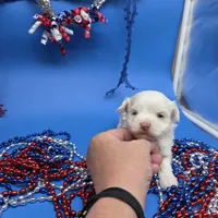 Harpie M A, a male Havanese for sale in Vinemont, AL – 2 of 5