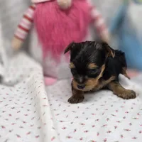 Luna F C, a female Yorkshire Terrier for sale in Vinemont, AL – 2 of 4