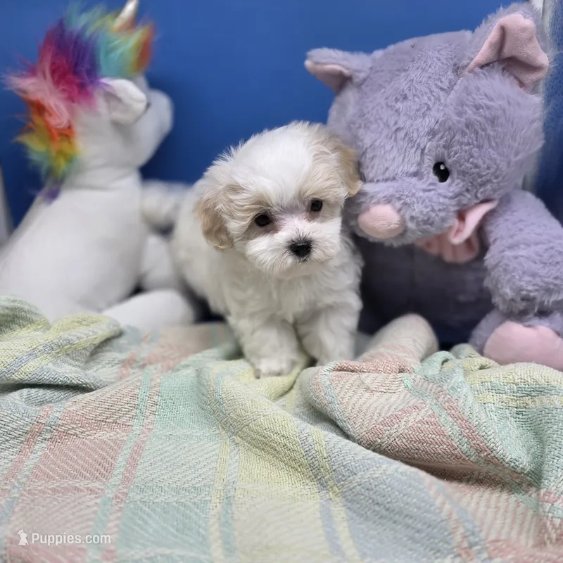Babygirl M B – Maltipoo puppy for sale in Vinemont, AL