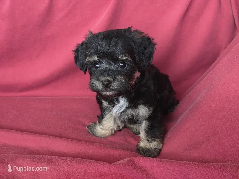 France's M – Yorkipoo puppy for sale in Vinemont, AL
