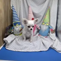 Kahlua's F A, a female Chihuahua for sale in Vinemont, AL – 4 of 7