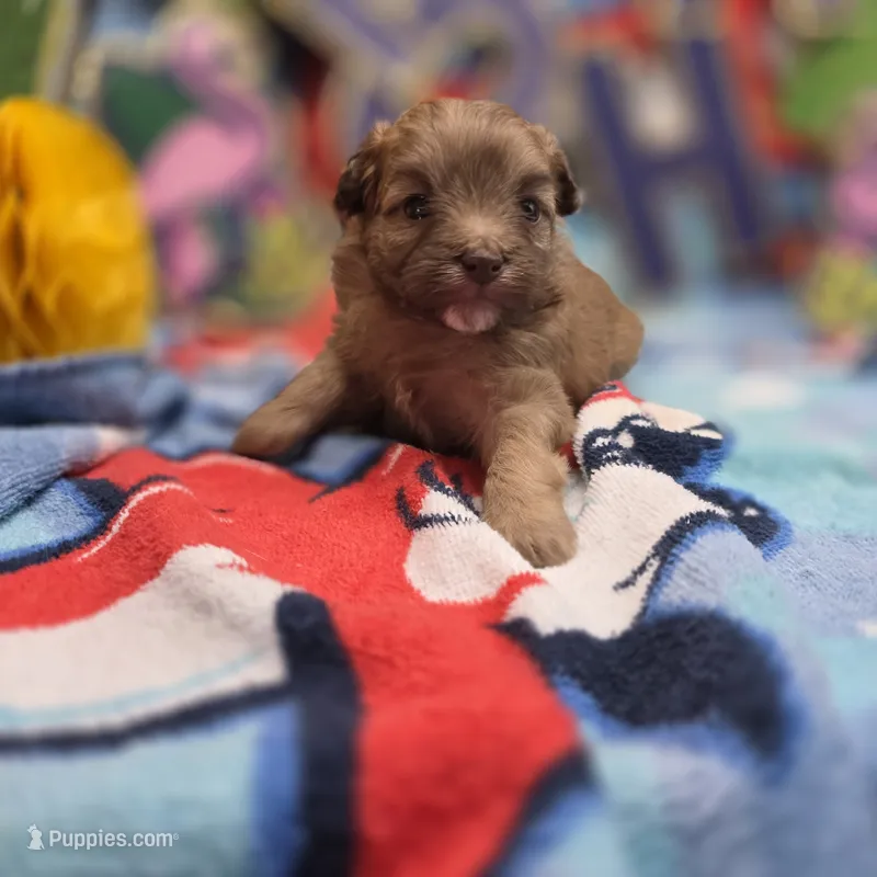 Dahlia F A – Pomapoo puppy for sale in Vinemont, AL