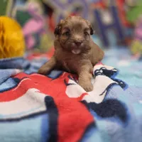 Dahlia F A, a female Pomapoo for sale in Vinemont, AL – 1 of 5