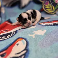 Cotton Candy's M, a male Maltese and Papillon for sale in Vinemont, AL – 2 of 4