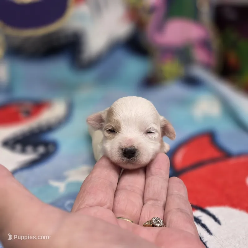 Babygirl F B – Maltipoo puppy on hold in Vinemont, AL
