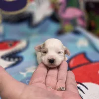 Babygirl F B, a female Maltipoo for sale in Vinemont, AL – 1 of 4