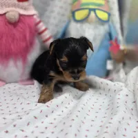 Luna M, a male Yorkshire Terrier for sale in Vinemont, AL – 4 of 4