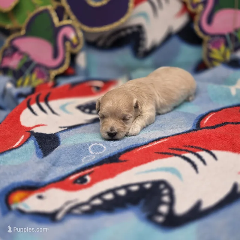 Babygirl F A – Maltipoo puppy for sale in Vinemont, AL