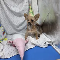 Capri M B, a male Papillon and Yorkshire Terrier for sale in Vinemont, AL – 2 of 8
