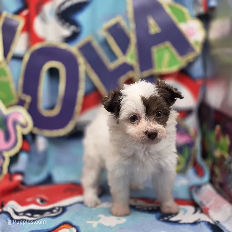 Amaryllis M D – Pomapoo puppy for sale in Vinemont, AL