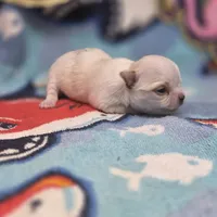 Rose' M A, a male Chihuahua for sale in Vinemont, AL – 3 of 4