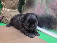 Aspen's M, a male Shih Tzu for sale in Vinemont, AL – Photo 3 of 4