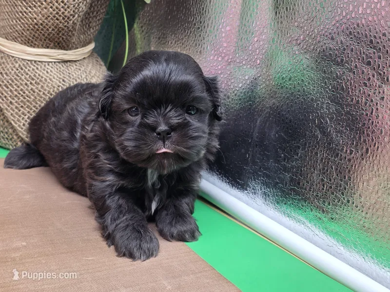 Aspen's M – Shih Tzu puppy for sale in Vinemont, AL