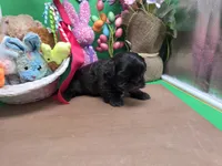 Aspen's M, a male Shih Tzu for sale in Vinemont, AL – Photo 4 of 4