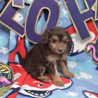 Amaryllis M B, a male Pomapoo for sale in Vinemont, AL – 4 of 4