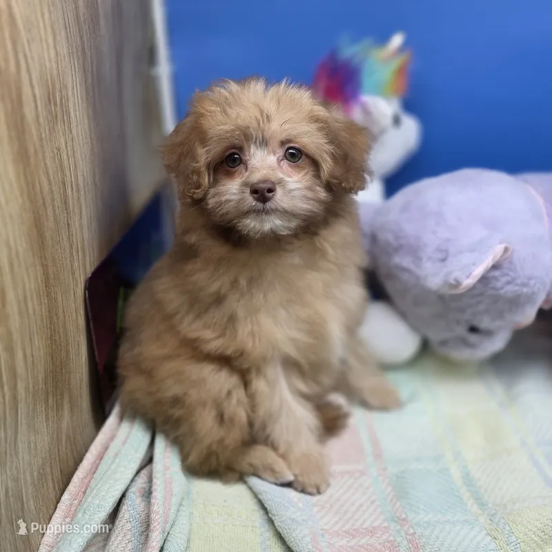 Dahlia F A – Pomapoo puppy for sale in Vinemont, AL