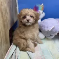 Dahlia F A, a female Pomapoo for sale in Vinemont, AL – 1 of 8