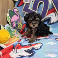 MiLu M D, a male Yorkipoo for sale in Vinemont, AL – 4 of 4