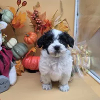 Brazil's F B, a female Maltipoo for sale in Vinemont, AL – 3 of 4
