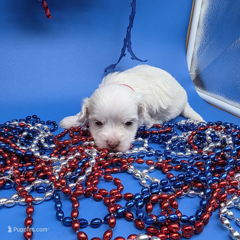 Harpie M A – Havanese puppy for sale in Vinemont, AL