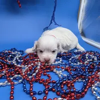 Harpie M A, a male Havanese for sale in Vinemont, AL – 1 of 5