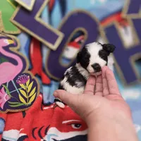 Dahlia M B, a male Pomapoo for sale in Vinemont, AL – 4 of 5