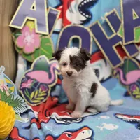 Amaryllis M D, a male Pomapoo for sale in Vinemont, AL – 2 of 4