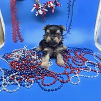 Zoey M, a male Yorkshire Terrier for sale in Vinemont, AL – 4 of 6