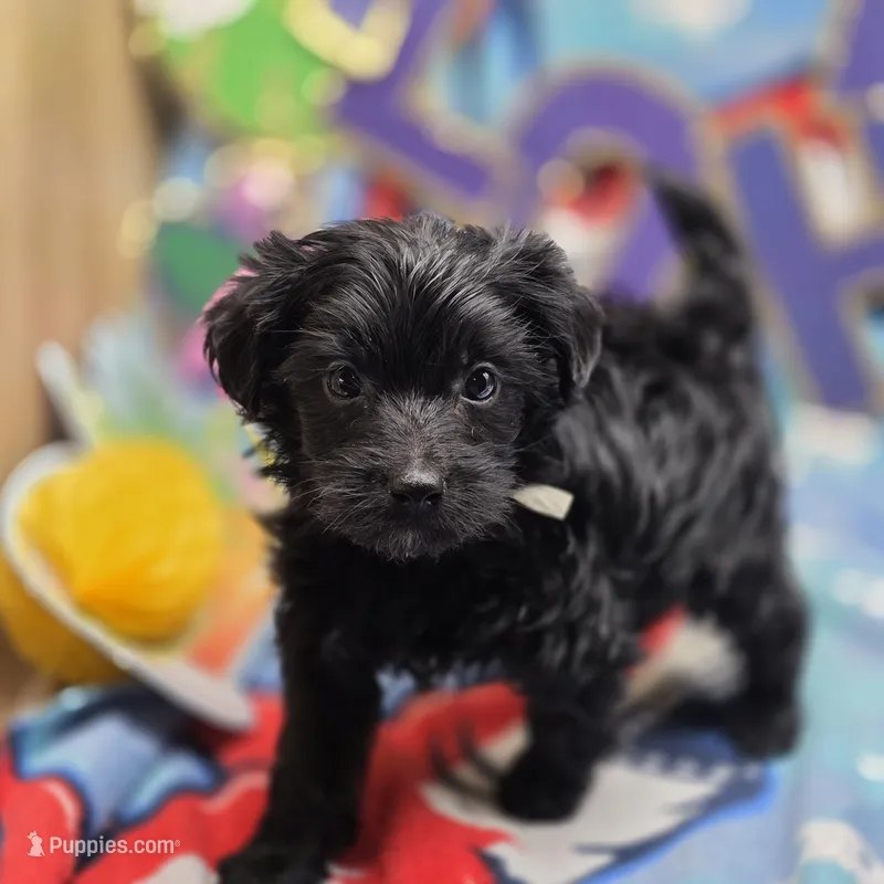 MiLu M A – Yorkipoo puppy for sale in Vinemont, AL