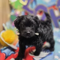 MiLu M A, a male Yorkipoo for sale in Vinemont, AL – 1 of 4