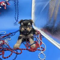Zoey M, a male Yorkshire Terrier for sale in Vinemont, AL – 2 of 6