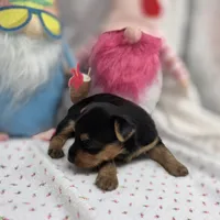 Luna F A, a female Yorkshire Terrier for sale in Vinemont, AL – 4 of 4