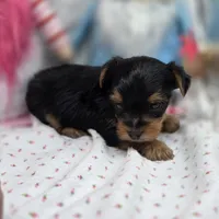 Luna M, a male Yorkshire Terrier for sale in Vinemont, AL – 3 of 4