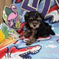 MiLu M D, a male Yorkipoo for sale in Vinemont, AL – 3 of 4