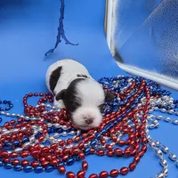 Sawdust M, a male Havanese for sale in Vinemont, AL – 2 of 5