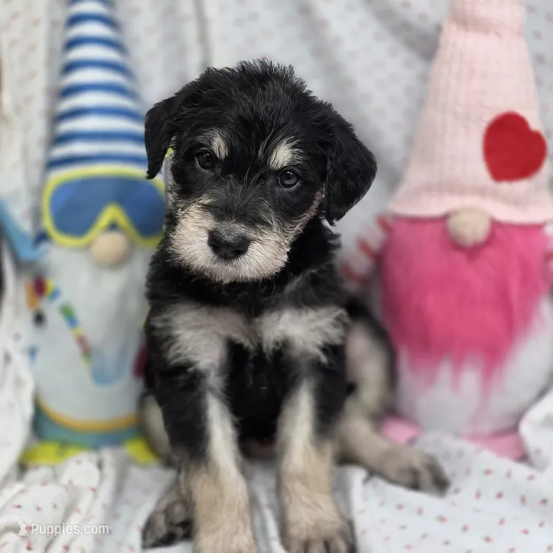 Bella F B – Australian Shepherd, Poodle - Standard  puppy for sale in Vinemont, AL