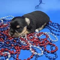 Capri M A, a male Papillon and Yorkshire Terrier for sale in Vinemont, AL – 4 of 5