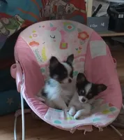 puppy 2, a male Papillon for sale in Salem, AR – 2 of 2