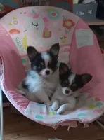 pu, a male Papillon for sale in Salem, AR – 2 of 2