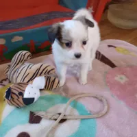 Female1, a female Papillon for sale in Salem, AR – Photo 1 of 4